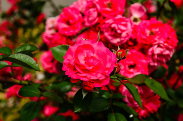 Close-up of rose flowers