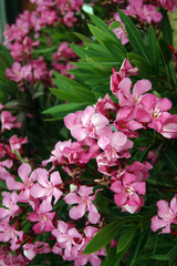 Branches of oleander with pink flowers
