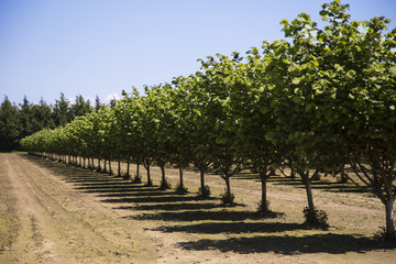 Fototapeta na wymiar Row of Hazelnut Trees in Orchard, Rich Soil, Dark Trunks, Green Leaves, Vivid Blue Sky, Early Spring, Horizontal, Daytime – Willamette Valley, Oregon