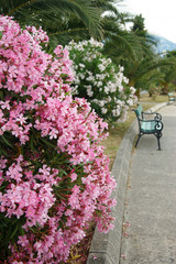 Flowering oleanders in the southern garden