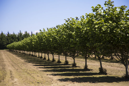 Row of Hazelnut Trees in Orchard, Rich Soil, Dark Trunks, Green Leaves, Vivid Blue Sky, Early Spring, Horizontal, Daytime – Willamette Valley, Oregon