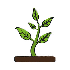 plant with leaves in soil  icon image