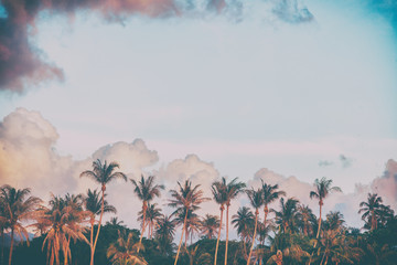 Palm trees against the backdrop of the setting sun. Picture with retro toning