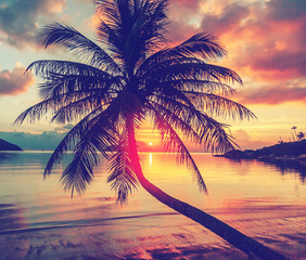 Magnificent beautiful bright tropical sunset, sun, palm tree, sandy beach