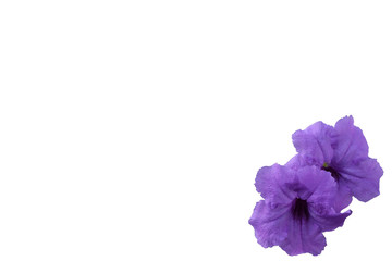 flower background, copy space, purple flower isolated white, Beautiful flower on the white with copy space