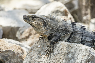 lizard