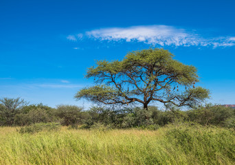 Fototapeta na wymiar Tree in savannah, classic african landscape