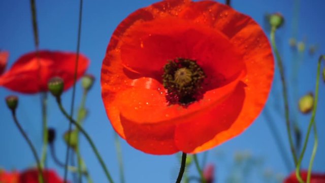 Beautiful field red poppies with selective focus. Opium poppy. Natural drugs.