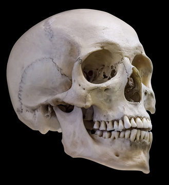 isolated on black single human skull