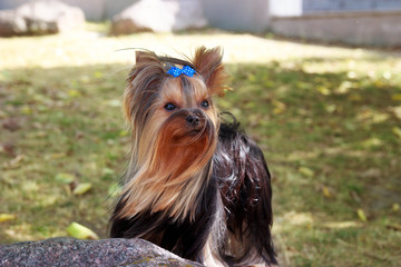 Naklejka premium Yorkshire Terrier Dog on the green grass