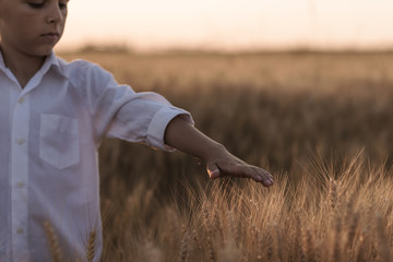 boy caresses wheat