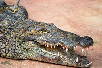 Ferme des crocodiles de Pierrelatte : Amphibiens et sauriens (Drôme-France)