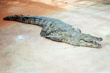 Ferme des crocodiles de Pierrelatte : Amphibiens et sauriens (Drôme-France)
