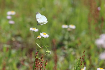 モンシロチョウとハルジオン