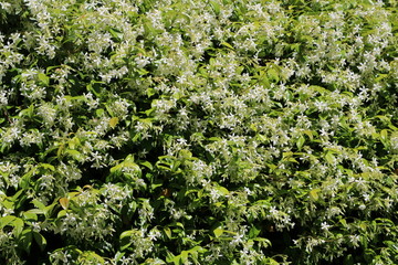 White flowers of jasminum officinale in summer, Italy