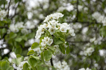 branch cherry blossoms white petals, flowers, bloom