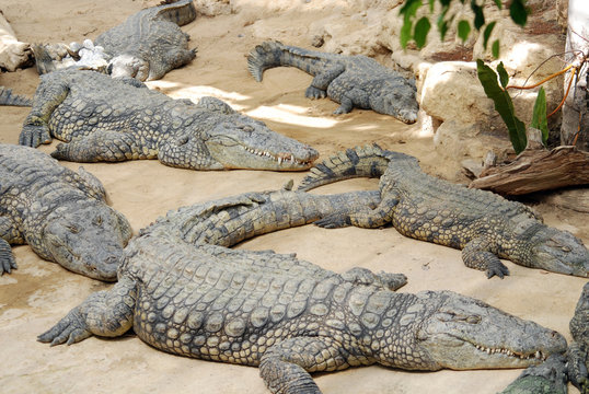 รูปภาพSaurien – เลือกดูภาพถ่ายสต็อก เวกเตอร์ และวิดีโอ910 | Adobe Stock