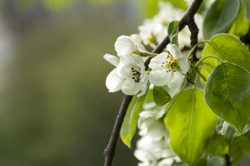 branch cherry blossoms white petals, flowering fruit tree