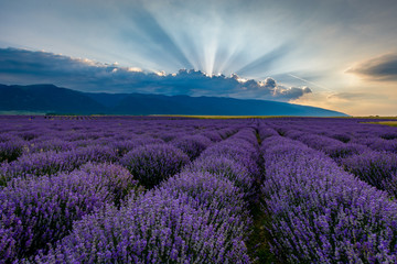 Fototapeta na wymiar Lavender field shot at sunrise with brilliant rays of light coming from clouds. Shot in Karlovo, Bulgaria