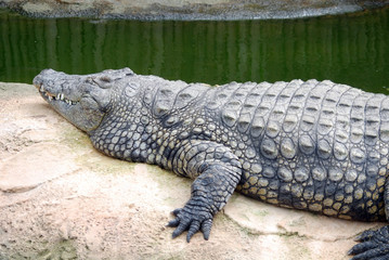 Ferme des crocodiles de Pierrelatte : Amphibiens et sauriens (Drôme-France)