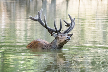 cerf cervidé bois velour chasse courir gibier eau étang baignade bain nature sauvage roi forêt se rafraichir chaleur chaud nager