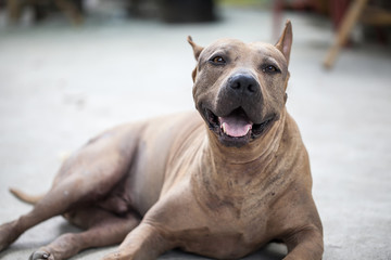 Obraz premium Thai Ridgeback dog