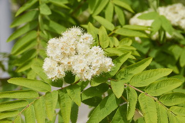 Цветущие ветви на дереве