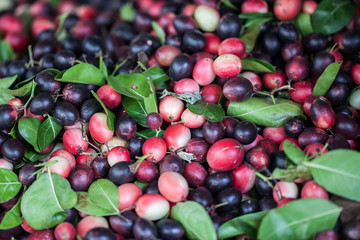 Carissa carandas Linn (Karanda, Carunda)