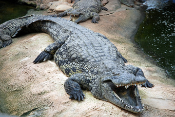 Ferme des crocodiles de Pierrelatte : Amphibiens et sauriens (Drôme-France)
