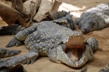 Obraz premium Ferme des crocodiles de Pierrelatte : Amphibiens et sauriens (Drôme-France)