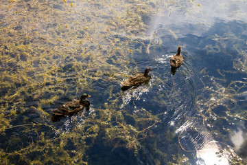 Wild ducks on the lake surface