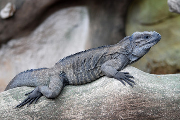 Ferme des crocodiles de Pierrelatte : Amphibiens et sauriens (Drôme-France)