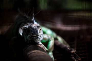 iguana