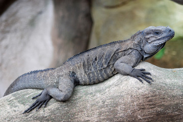 Ferme des crocodiles de Pierrelatte : Amphibiens et sauriens (Drôme-France)