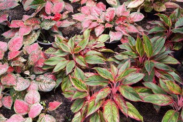 beautiful aglaonema plant in nature garden