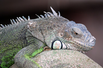 Ferme des crocodiles de Pierrelatte : Amphibiens et sauriens (Drôme-France)