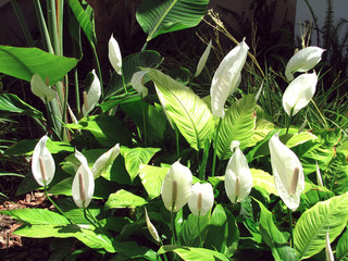 Spathiphyllum