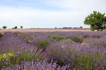 Fototapeta premium lavandes en Provence