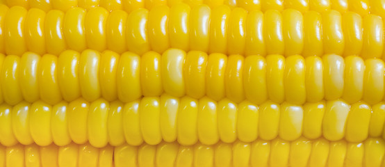 close up of sweet corn texture