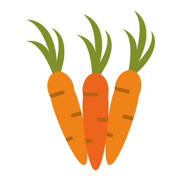 whole carrots icon image