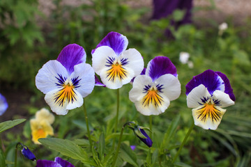 Виола Viola tricolor