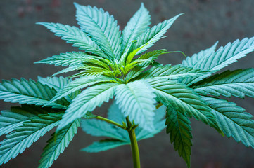 seedling of cannabis in planting pot on grunge background