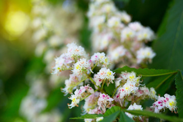 Beautiful nature background with blooming chestnut in spring park