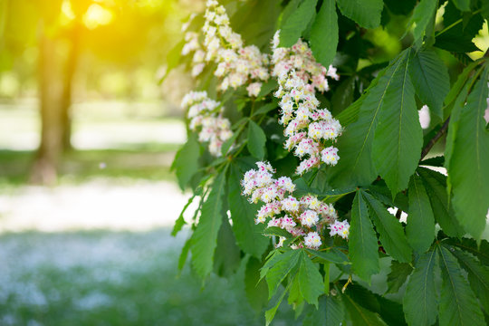 Beautiful nature background with blooming chestnut in spring park