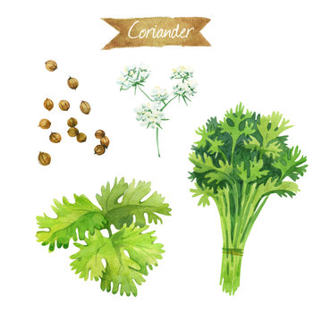 Coriander flowers, leaves and seeds isolated on white watercolor illustration
