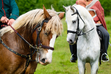 twoi riders with their horses