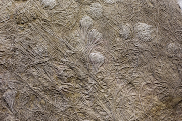 Fossils in rock