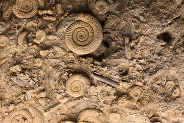 Fossils in stone © Budimir Jevtic