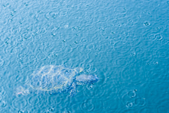 A small turtle swims in the water in the rain