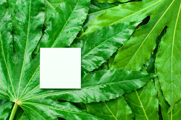 layout made of green leaves
